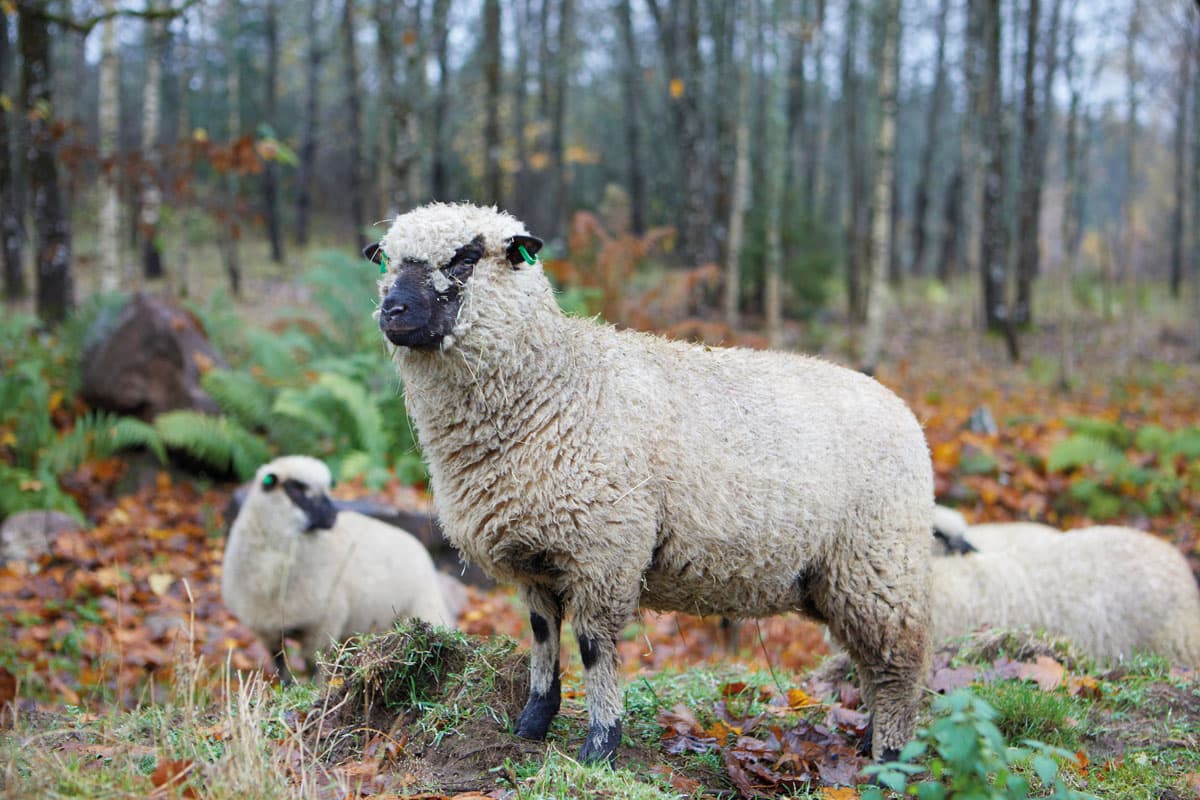 Ivanhoe Merino Sheep